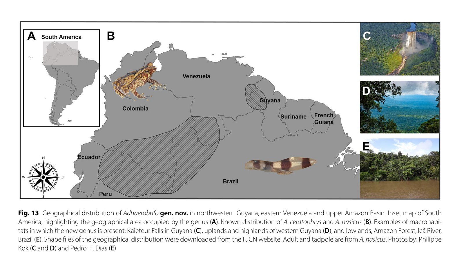 Map of northern South America showing the distribution of Adhaerobufo in Guyana, Venezuela, and the upper Amazon basin, with photos of Kaieteur Falls and Amazon lowland forest
