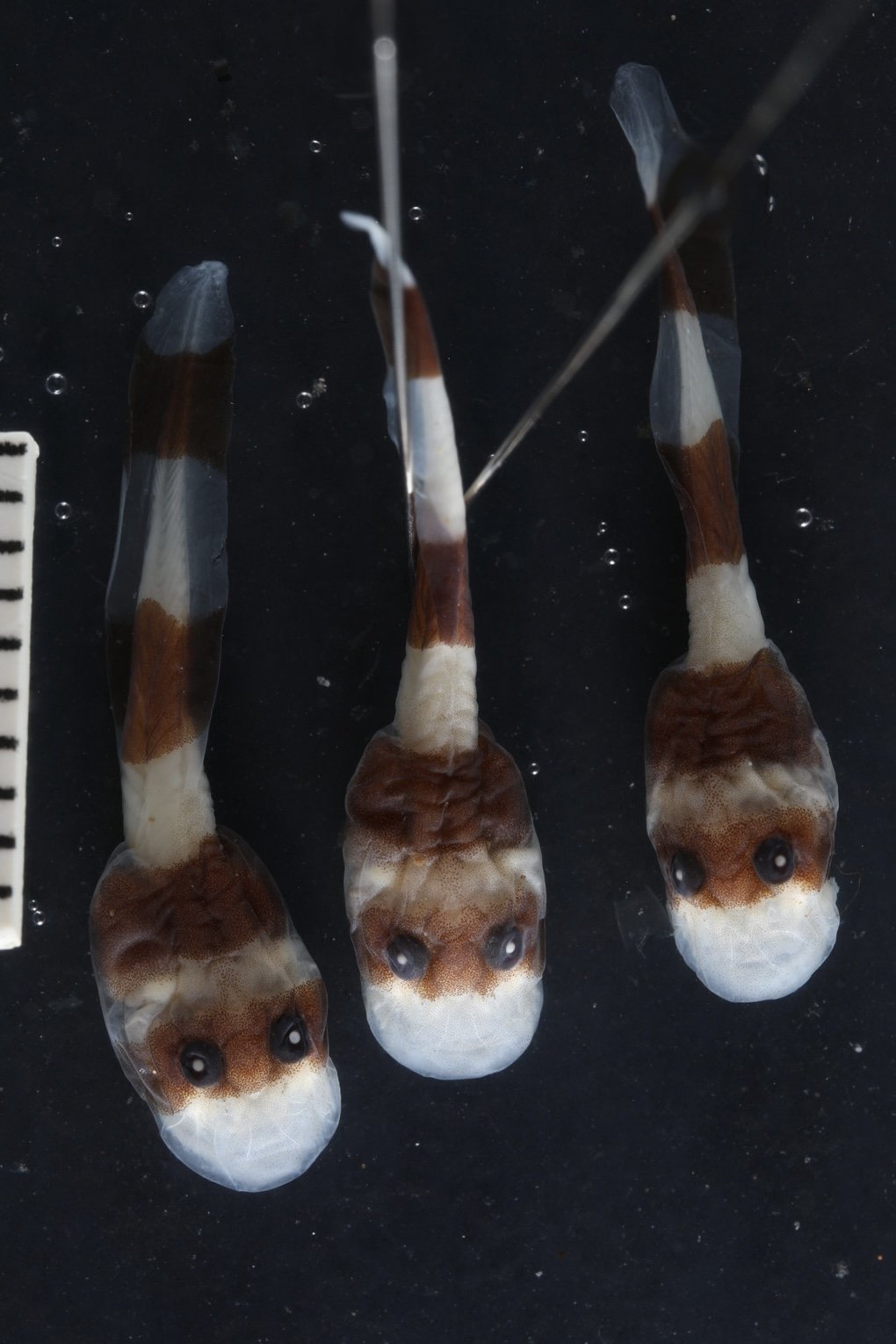 Three preserved banded tadpole specimens, pinned for photography, showing dark brown and cream coloration