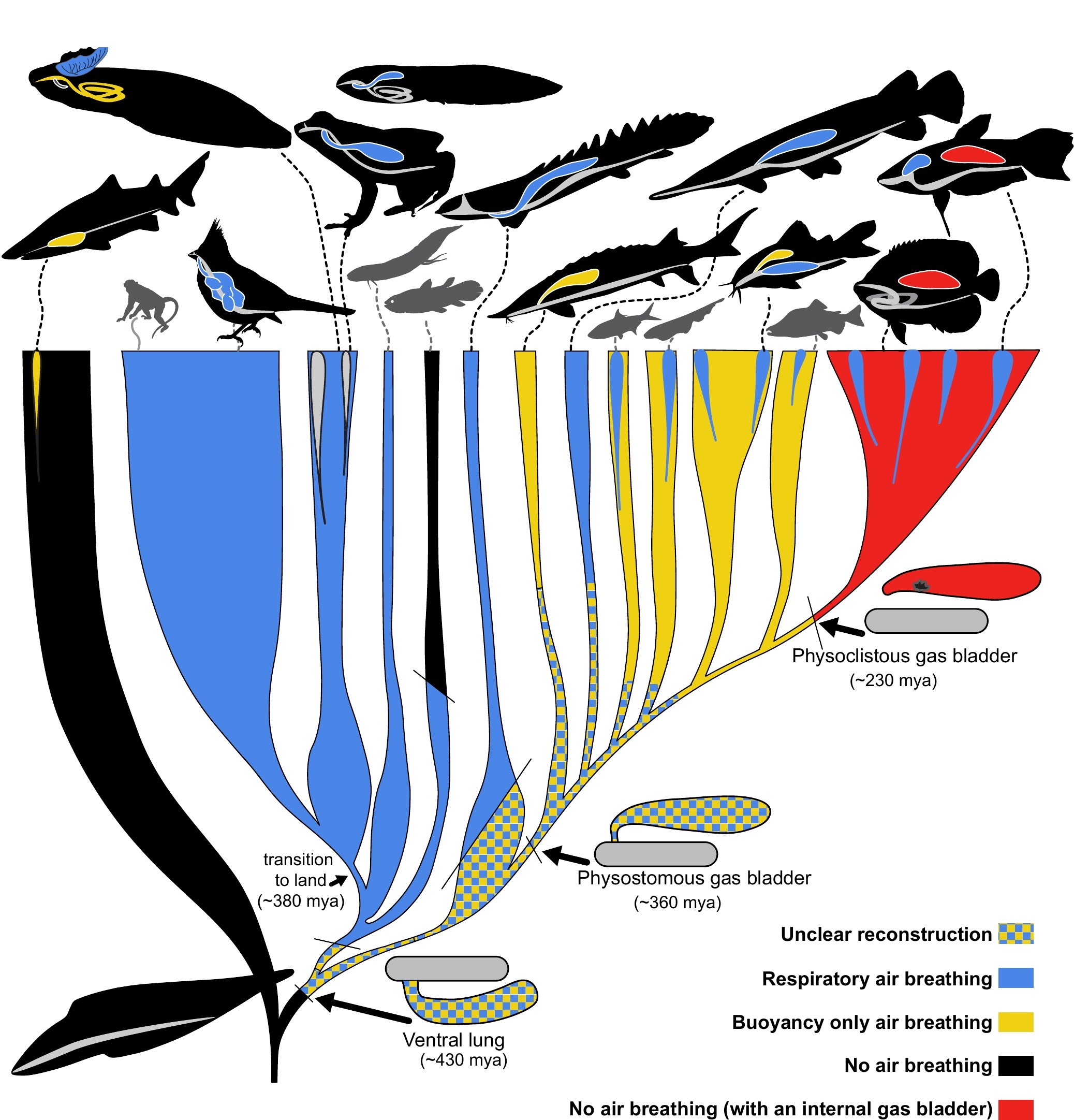 Phylogenetic diagram showing the evolution of air breathing across vertebrates, color-coded by respiratory, buoyancy-only, and non-air-breathing lineages, with a lungless, gut-breathing Schismaderma tadpole marked partway up the tree