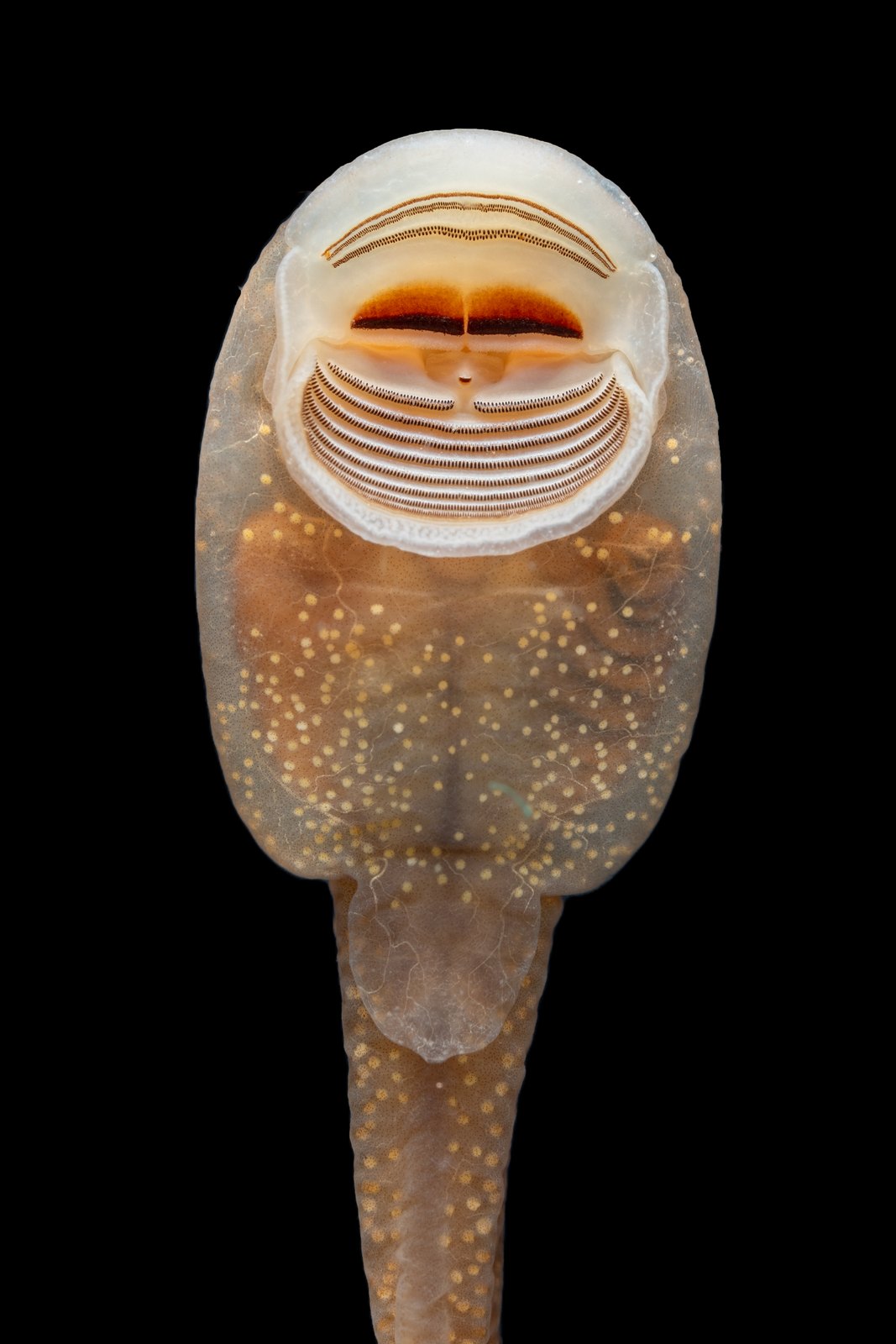 Close-up of a tadpole's underside showing a large round oral disc with a dark central beak and many fine, dark rows of tiny teeth