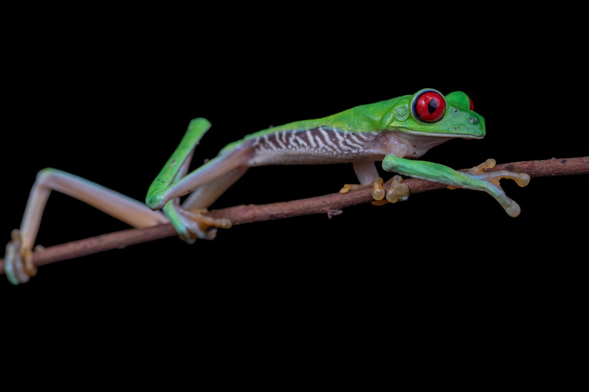A bright green tree frog with red eyes and long orange-toed legs, stretched along a twig