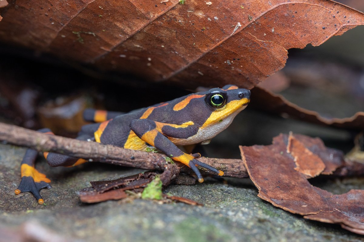 A smooth black toad with bright yellow-orange markings walking over leaf litter