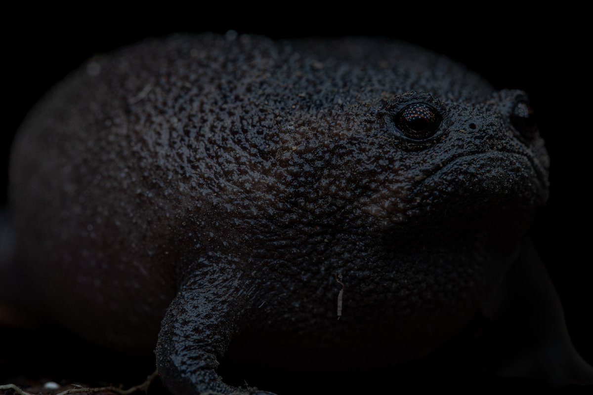 A round, black, rough-skinned frog against a dark background