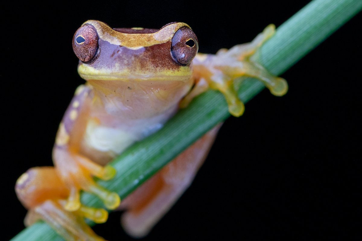 A small tan-and-orange treefrog with big reddish eyes, clinging to a green stem