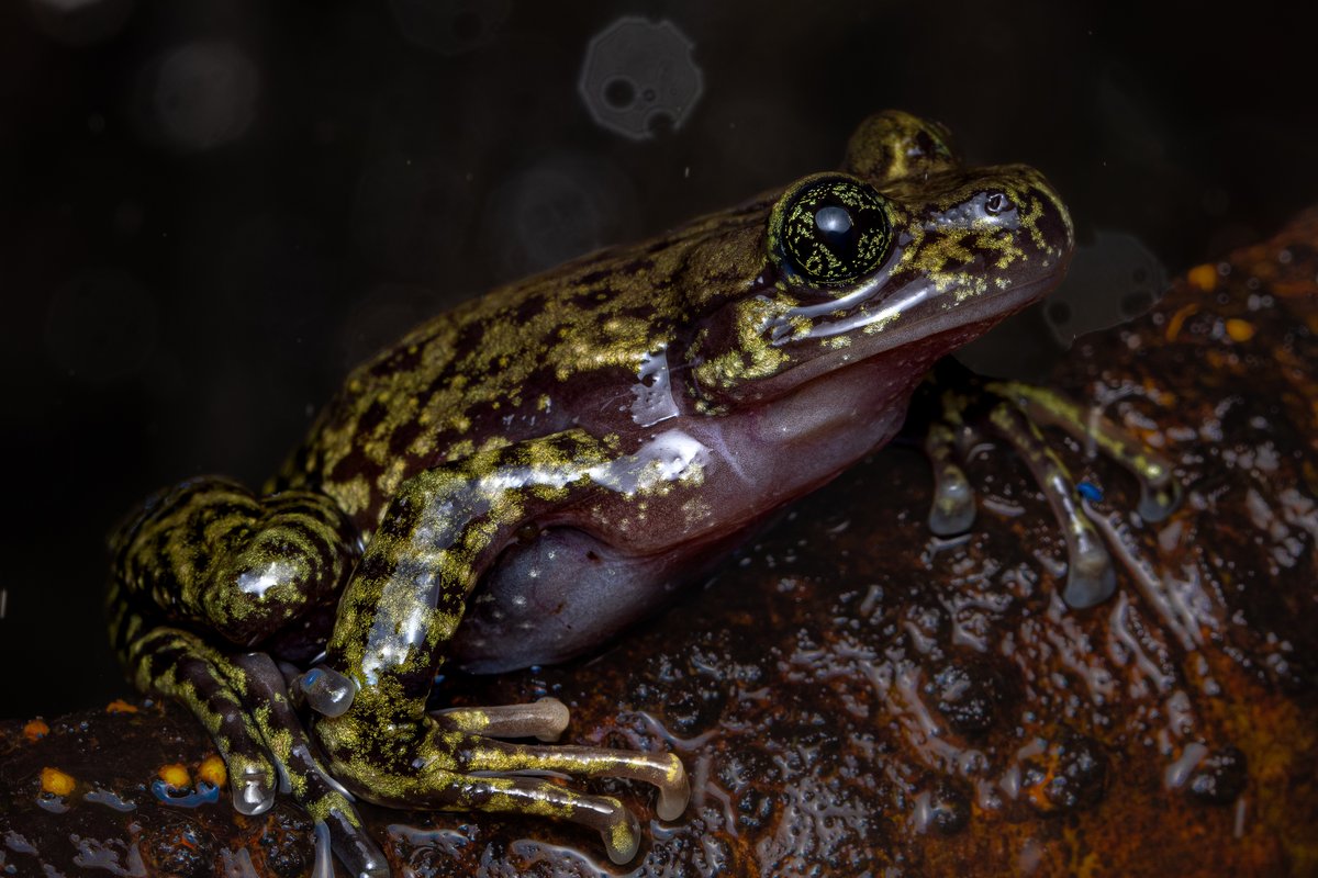A smooth, wet, olive-and-black mottled frog sitting on a wet rock