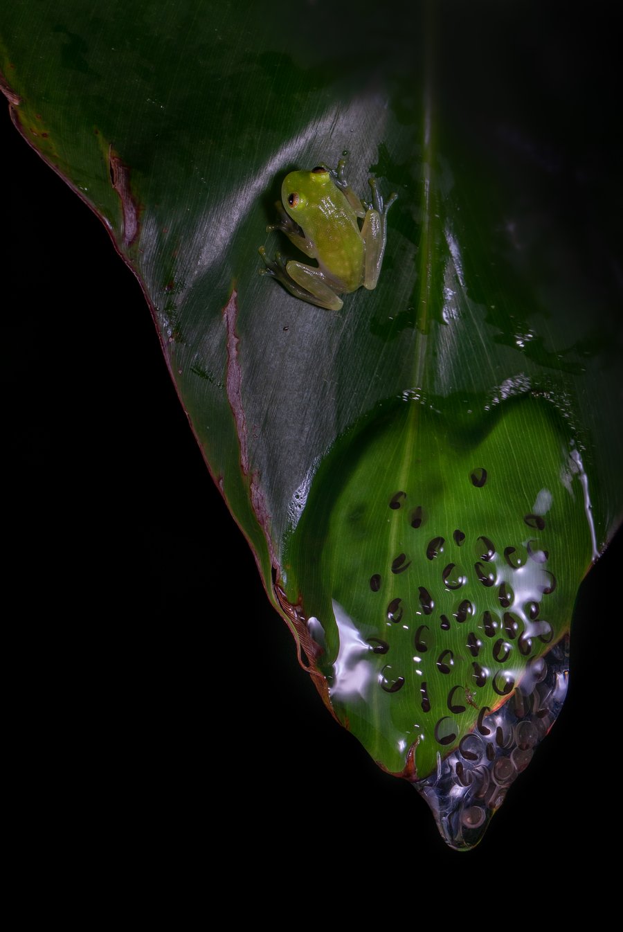 A small lime-green glass frog sitting on a dark leaf, above a clutch of clear eggs with dark, curled embryos at the leaf's tip