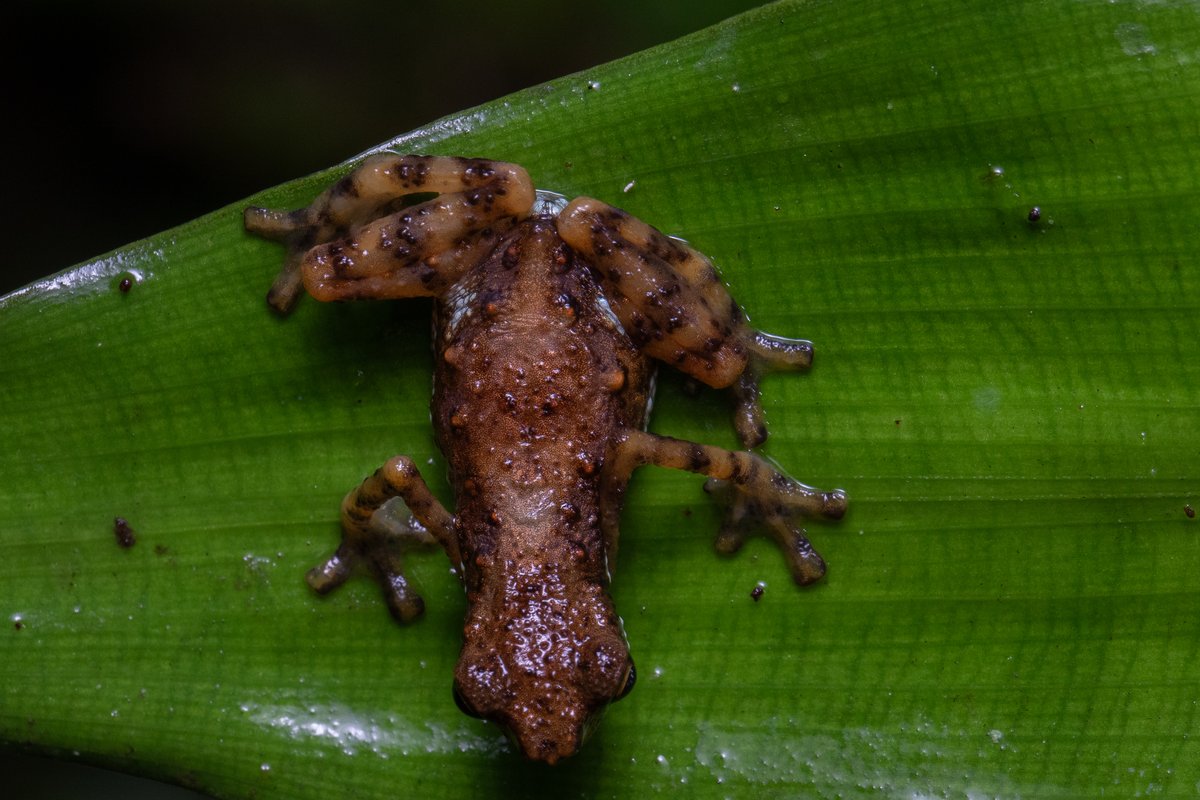 A small brown toad with banded legs, seen from above on a green leaf