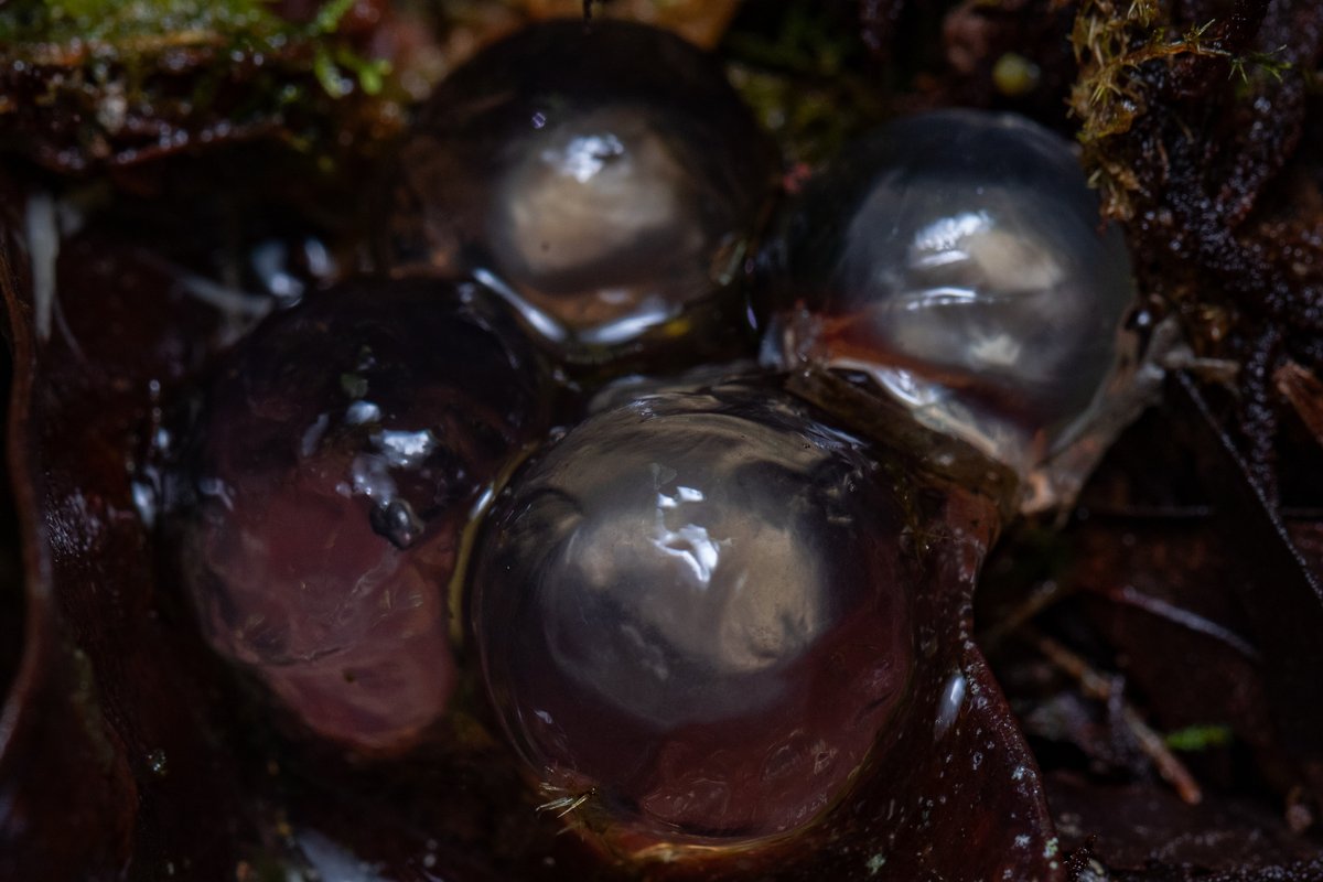 Four large, clear, round frog eggs nestled in wet moss and leaf litter