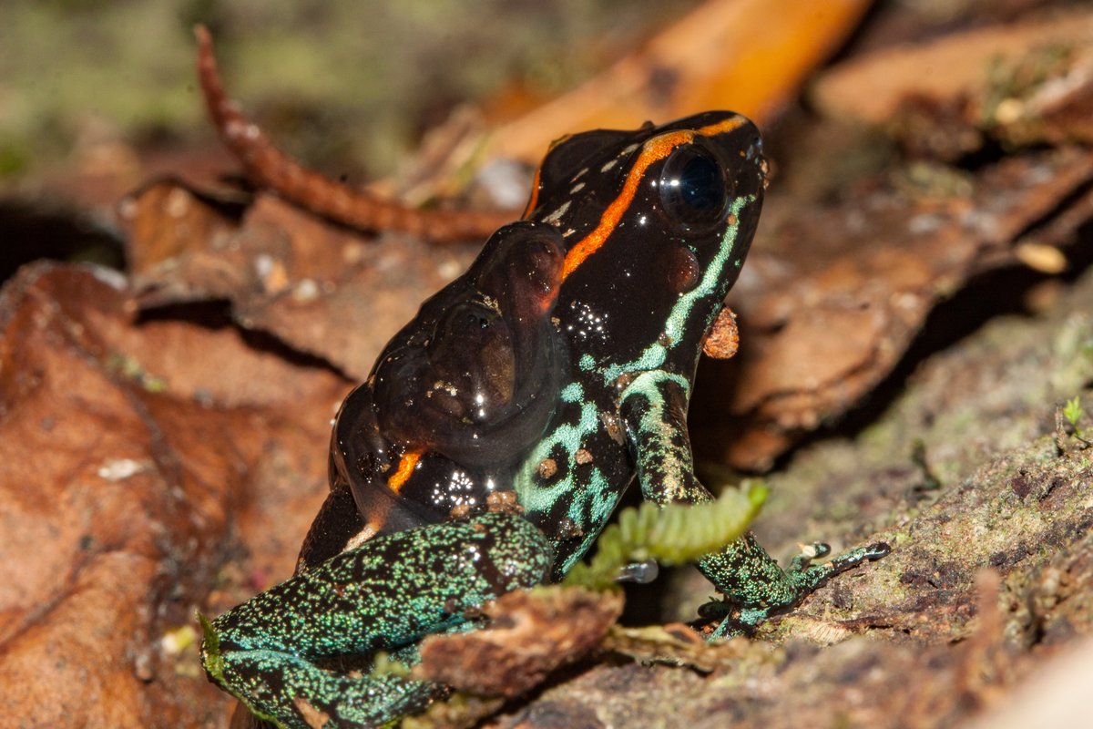 A black poison frog with an orange stripe and green speckled legs, with two dark tadpoles stuck to its back