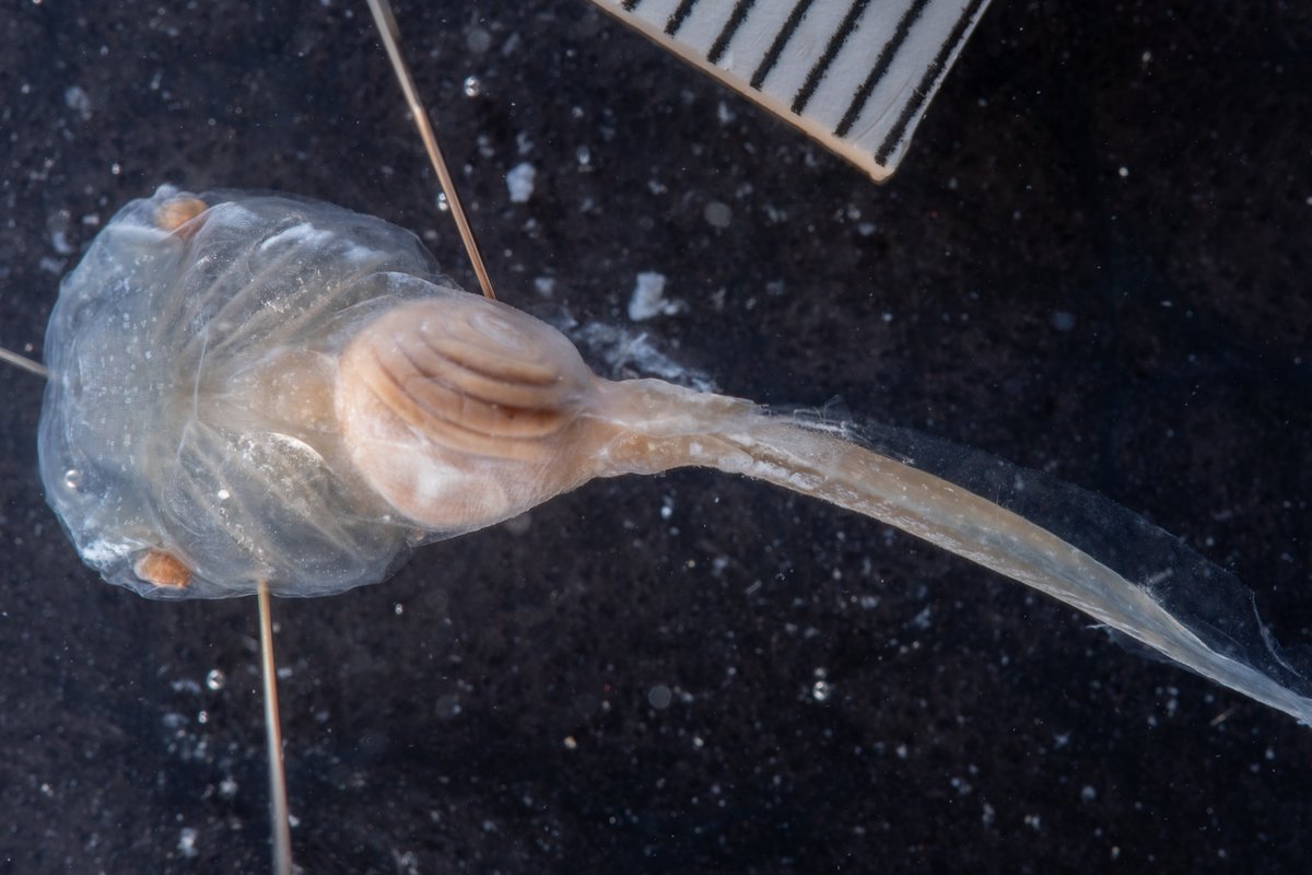 A preserved, see-through tadpole with a broad head, a coiled gut and a long thin tail, pinned next to a scale bar