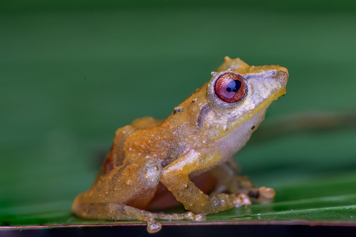 A small orange-tan frog with a red eye, sitting on a green leaf