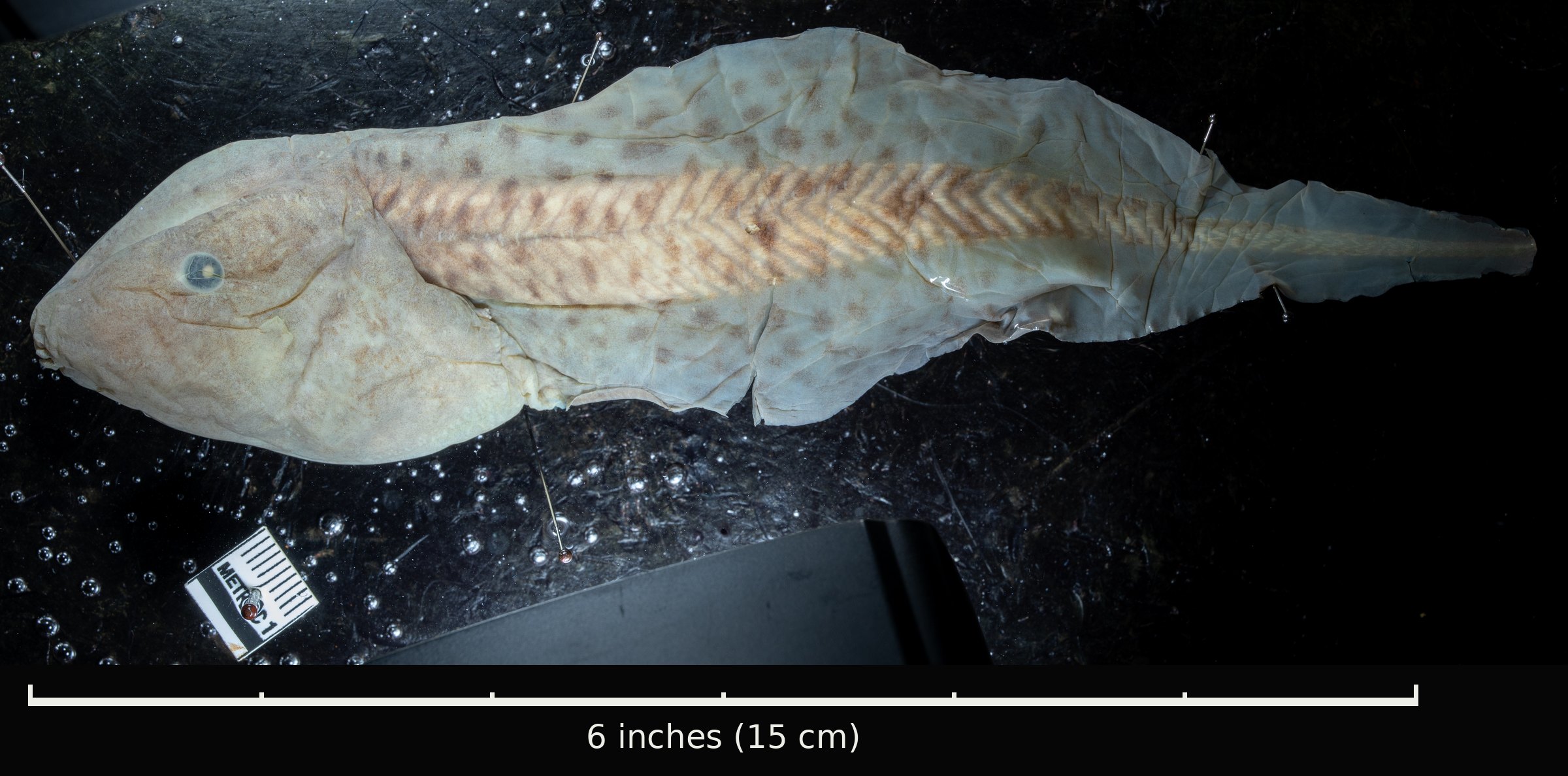 A huge, pale, spotted tadpole specimen with a broad head and long tail, pinned on a dark background above a six-inch scale bar that it is longer than