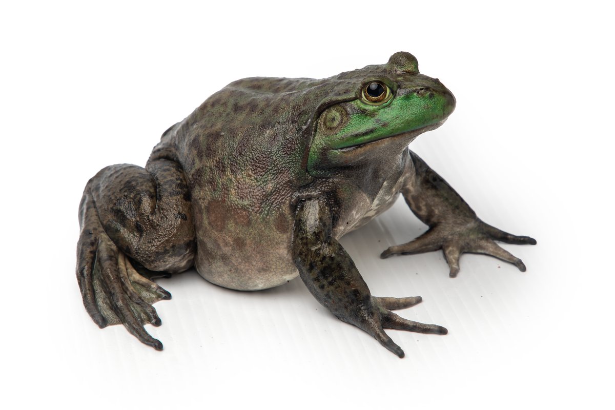 A large olive-brown bullfrog with a bright green face, sitting on a pale surface