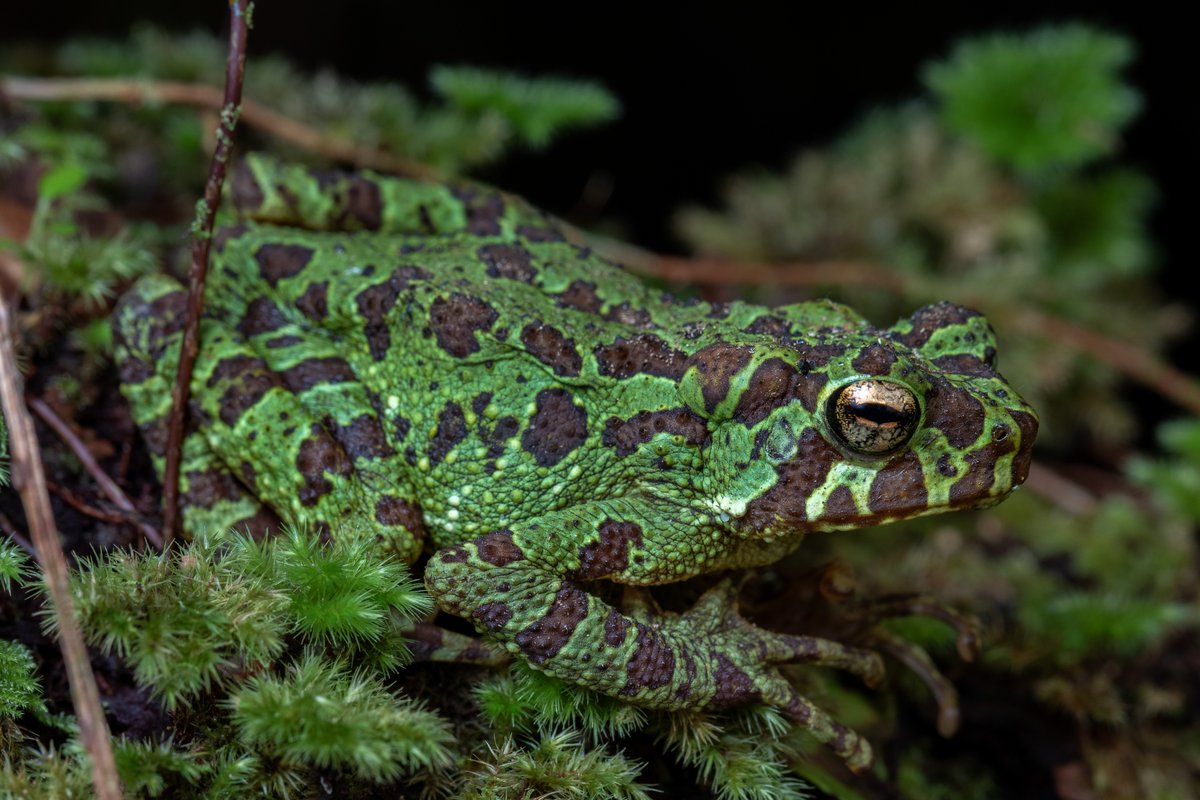 A green toad with dark blotches sitting in moss
