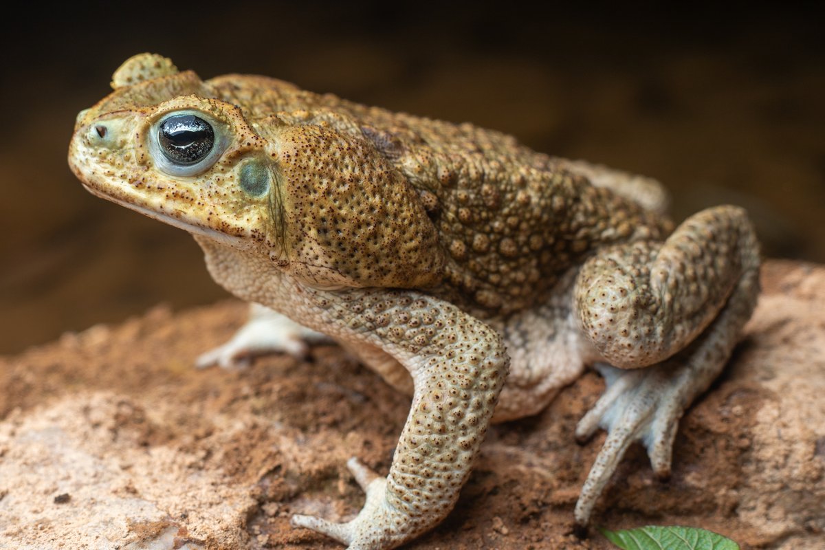 A large, warty, tan toad with big glands behind its eyes, sitting on a rock