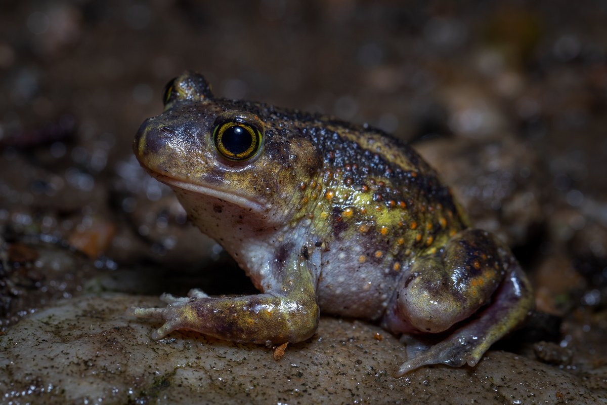 A plump brown spadefoot with large golden eyes, sitting on wet ground