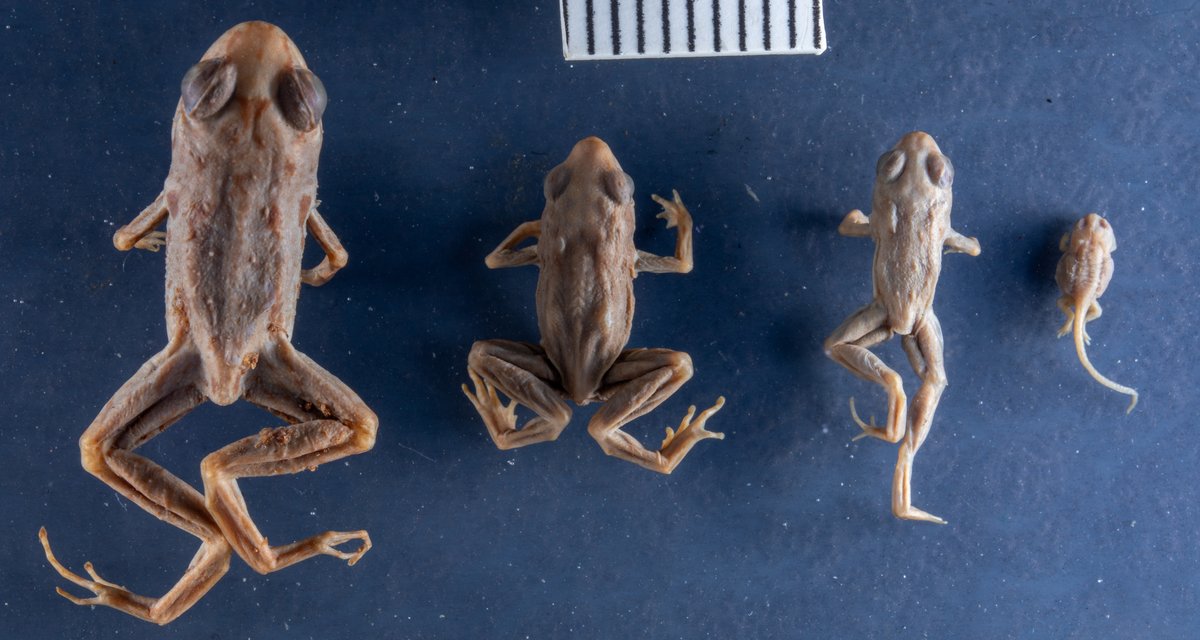 Four preserved frogs in a row from largest to smallest on a blue background, the smallest still with a tail, next to a scale bar