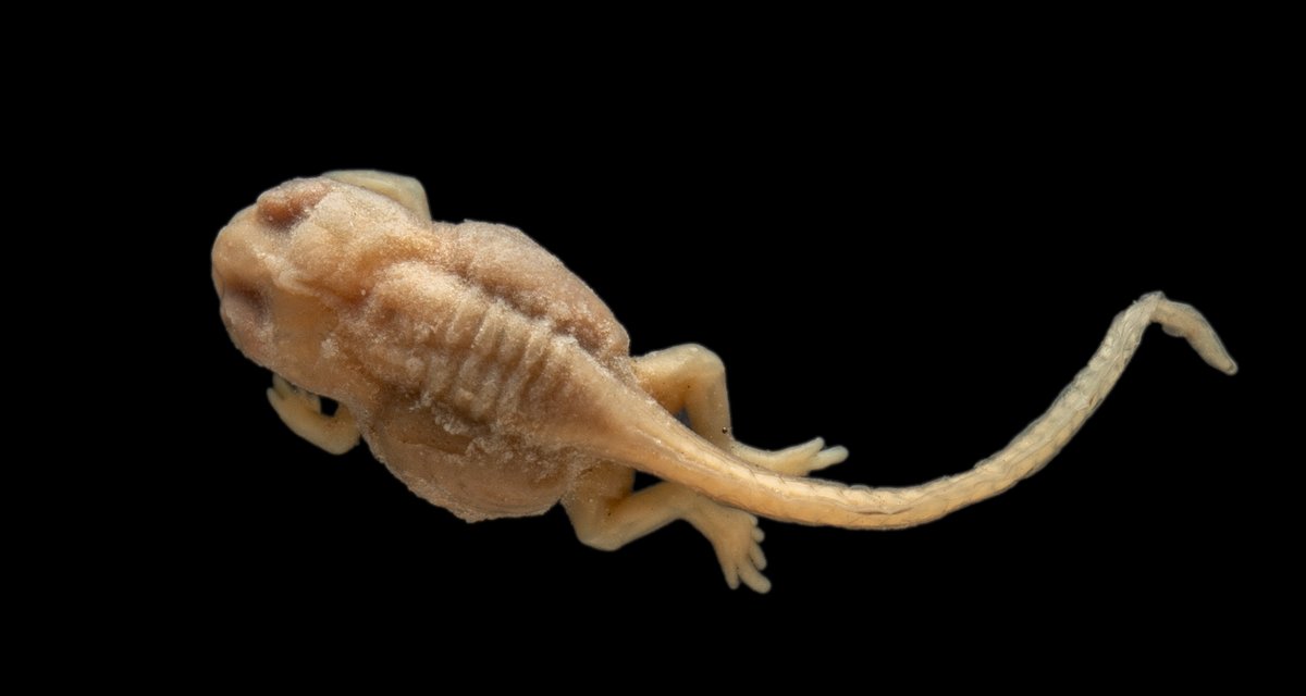 A preserved tadpole with four legs and a long, curled tail, on a black background