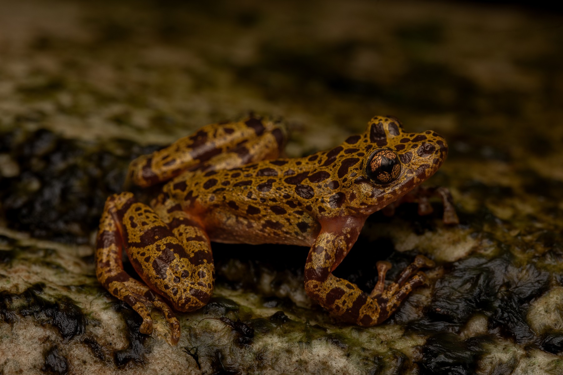 A Heleophryne hewitti ghost frog, mottled gold and dark brown with a vertical pupil and broad finger discs, sitting on wet algae-covered rock in a stream