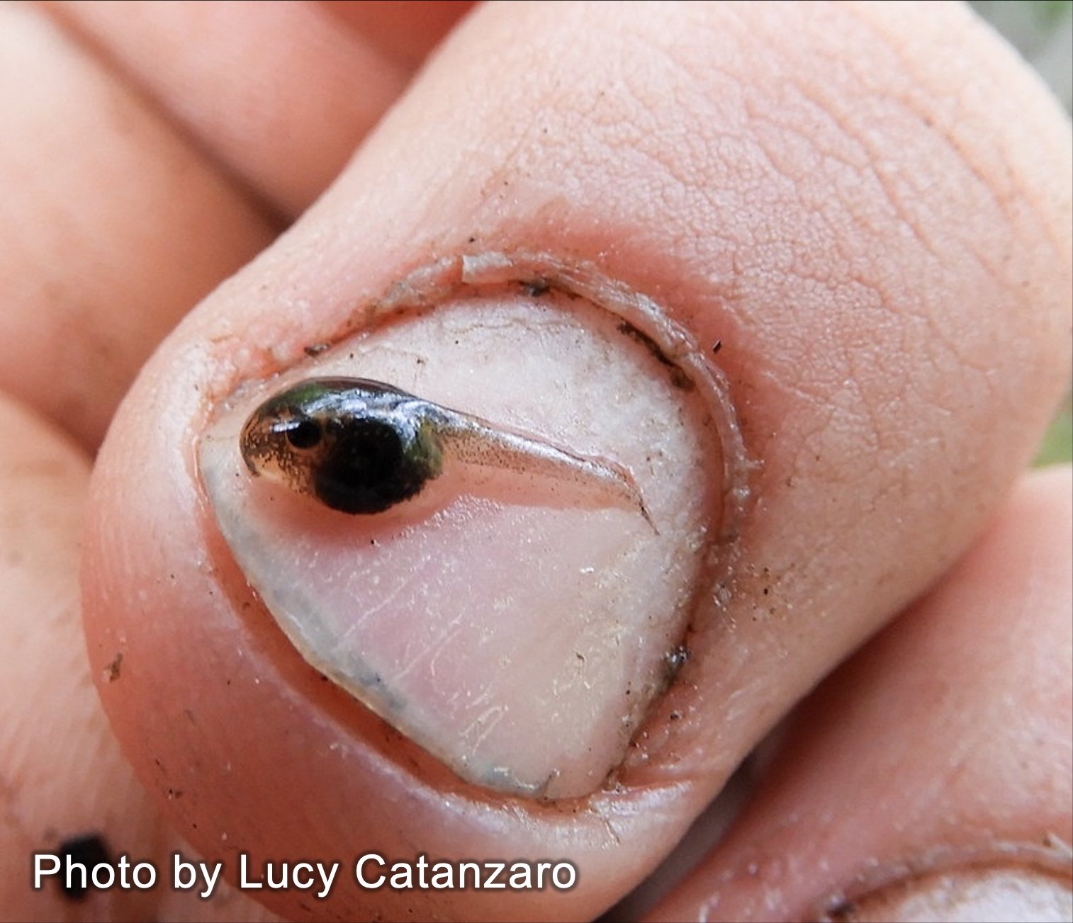 A hatchling grey tree frog tadpole resting on a human fingernail, roughly the size of a grain of rice