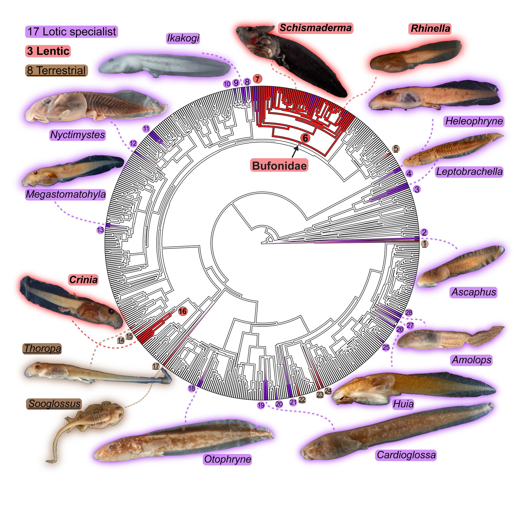 Circular phylogenetic tree of frog genera, with 28 branches marked as independent losses of tadpole lungs, color-coded and labeled as 17 lotic specialists, 3 lentic, and 8 terrestrial lineages, with tadpole photos around the outside