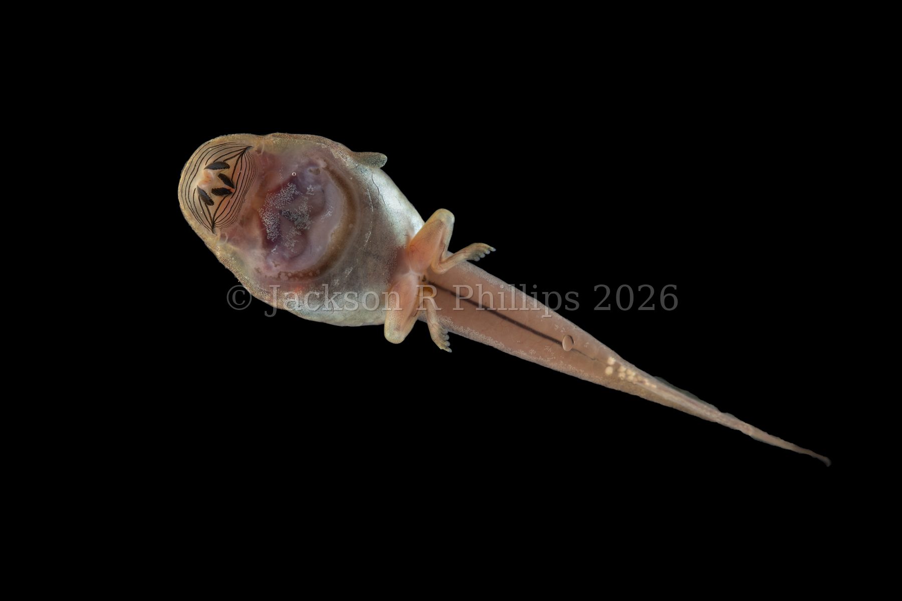 Ventral view of a live Meristogenys tadpole against a black background, showing the large oral disc with dark tooth rows and a broad, flattened underside