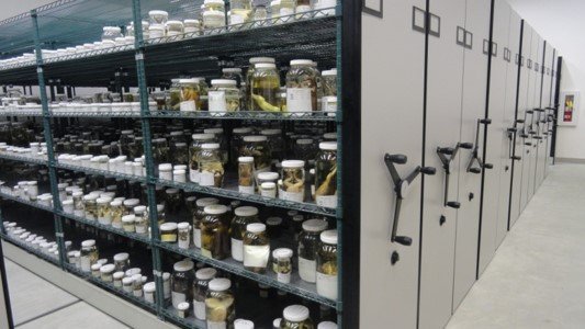 Rows of specimen jars on museum shelving at the Smithsonian's National Museum of Natural History