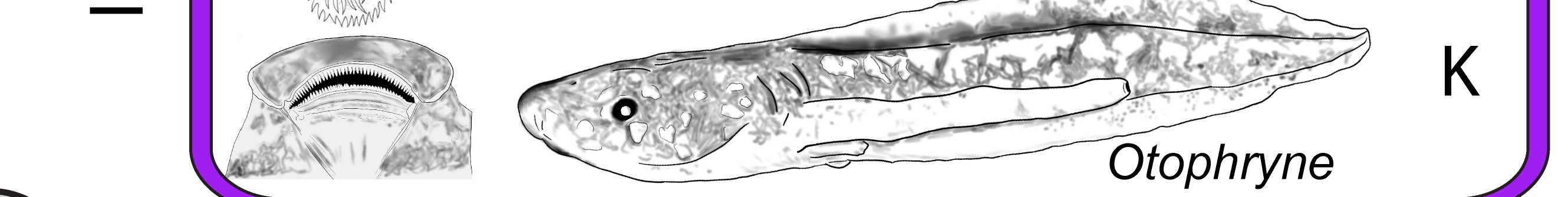 Line drawing of a gastromyzophorous Otophryne tadpole, showing a large ventral oral disc modified into a suction cup, alongside a full-body illustration of the tadpole