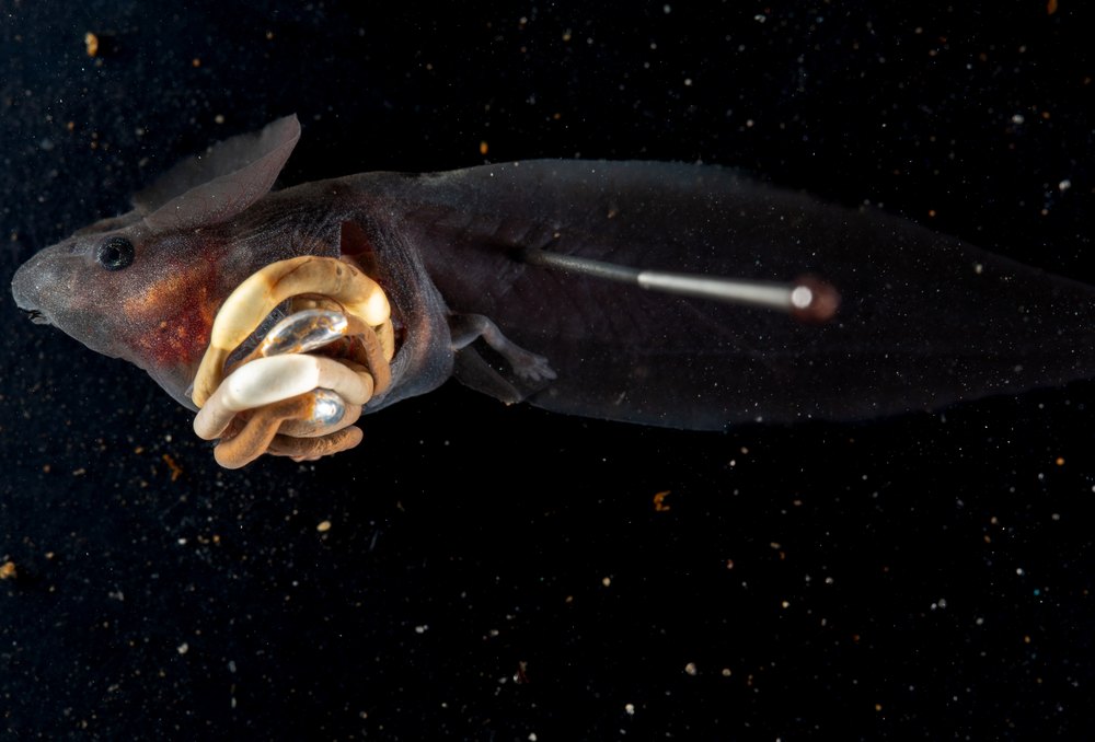 A dense school of tadpoles breaking the surface of a pond