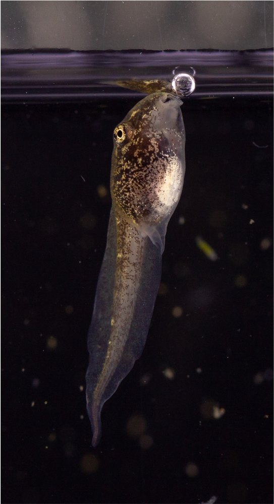 A tadpole at the water surface with a bubble held at its mouth