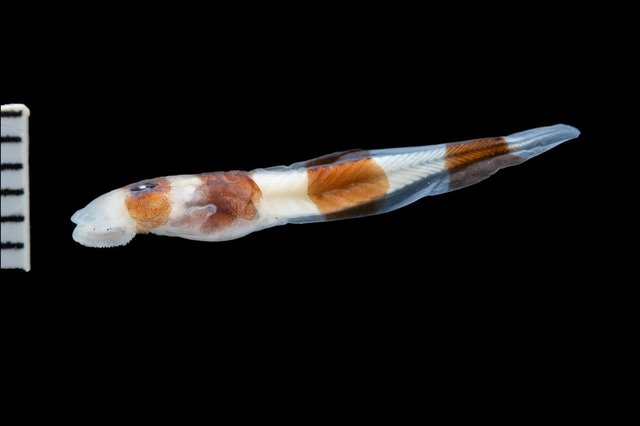 A preserved museum tadpole beside a scale bar