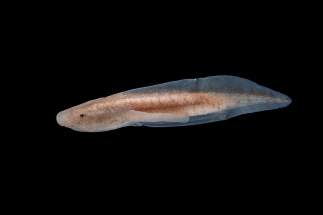 A tadpole photographed against a black background