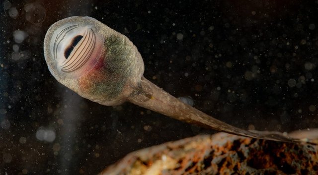 A lungless tadpole clinging to rock in fast water