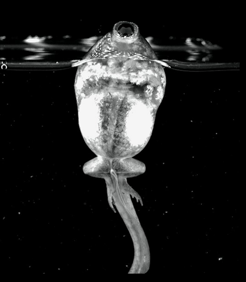 A tadpole seen from below, its head held flat against the underside of the water's surface