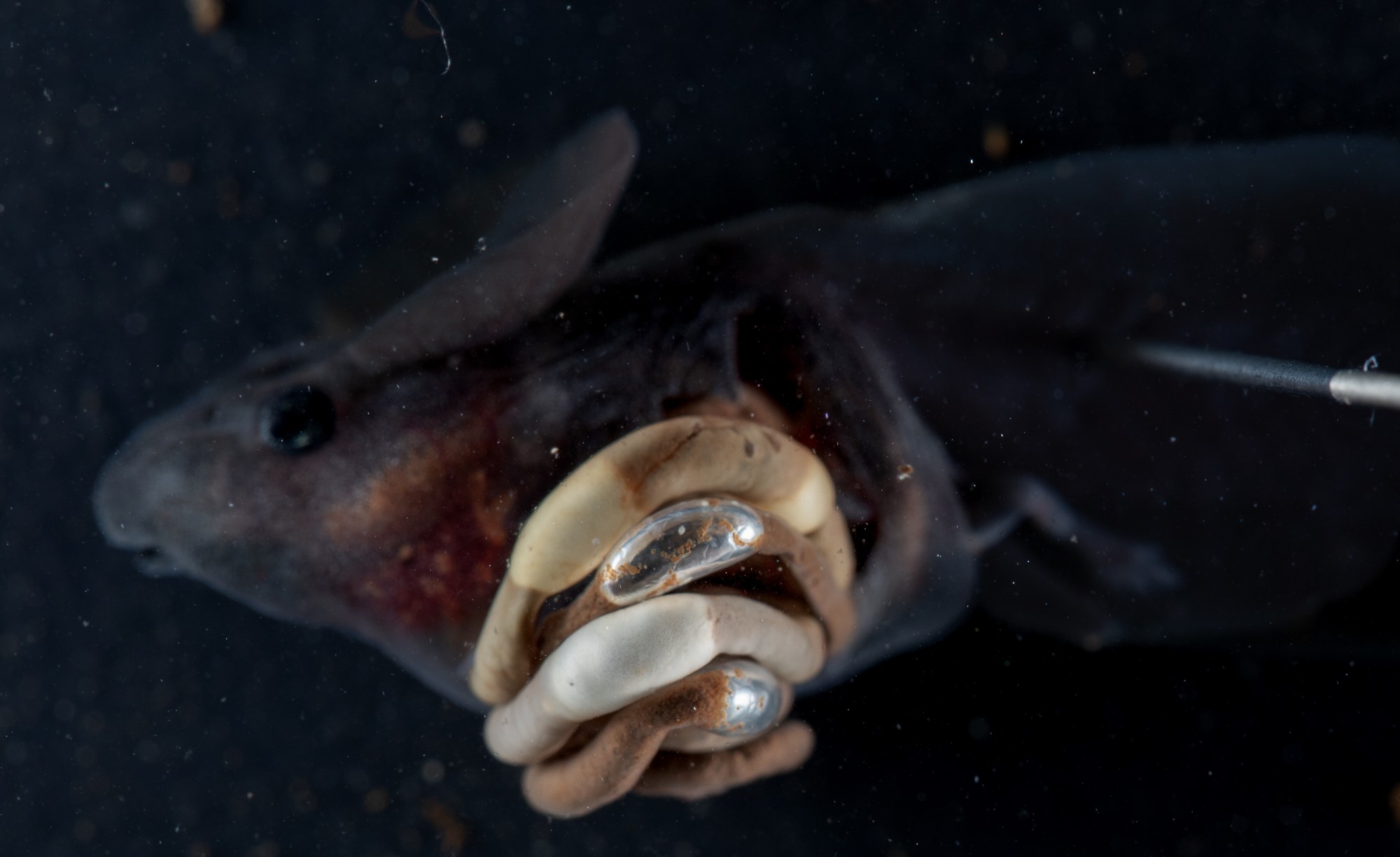 A dissected tadpole's coiled gut pinned open, showing a row of silvery, bead-like air bubbles spaced evenly along its length