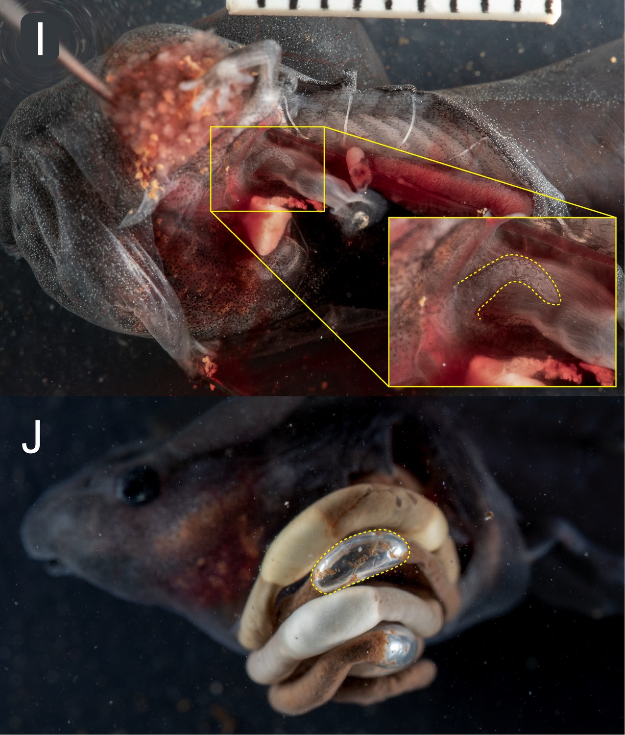 Dissection photos: (I) a Schismaderma tadpole's small, undeveloped lung bud outlined in yellow, and (J) a distinct air bubble outlined in yellow inside the coiled gut