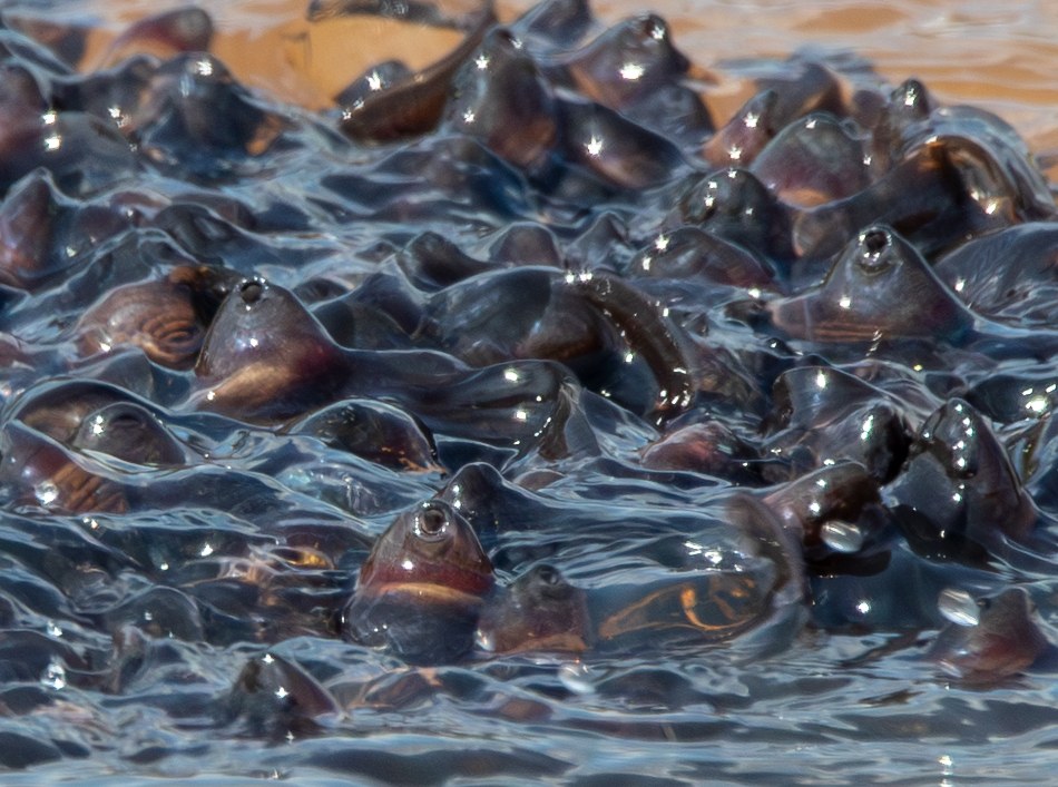 Close-up of a dense mass of tadpoles at the water's surface, each head crest breaking through as a smooth dark bump, a few eyes visible above the waterline
