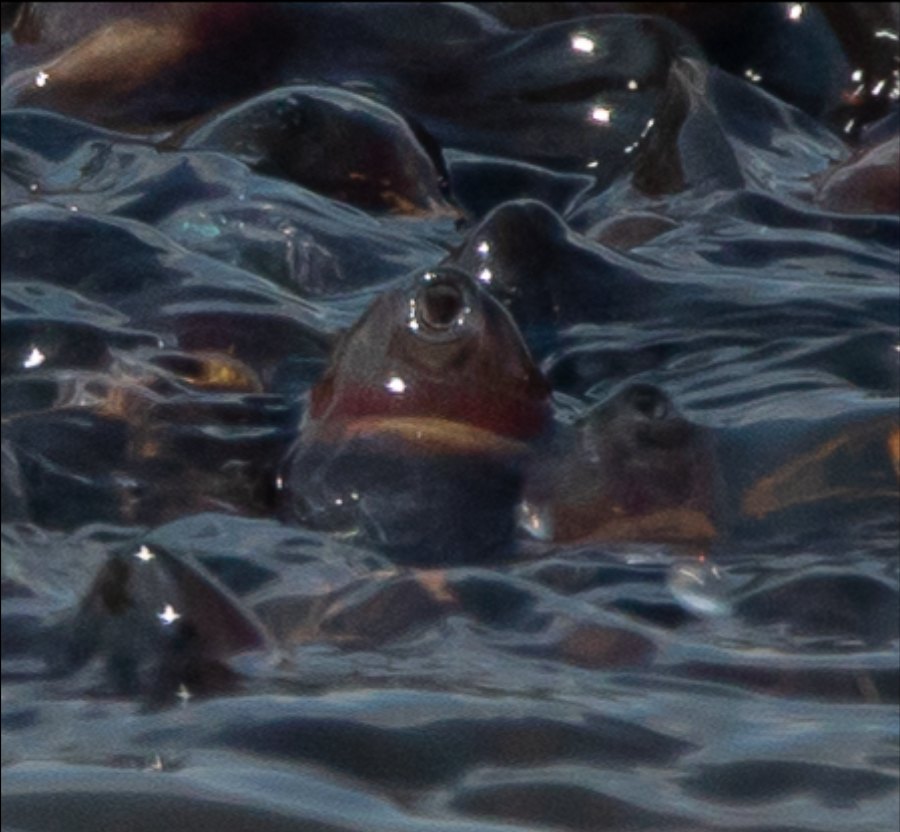Close-up of tadpoles packed at the surface of a pond, one breaking through headfirst with its mouth at the air