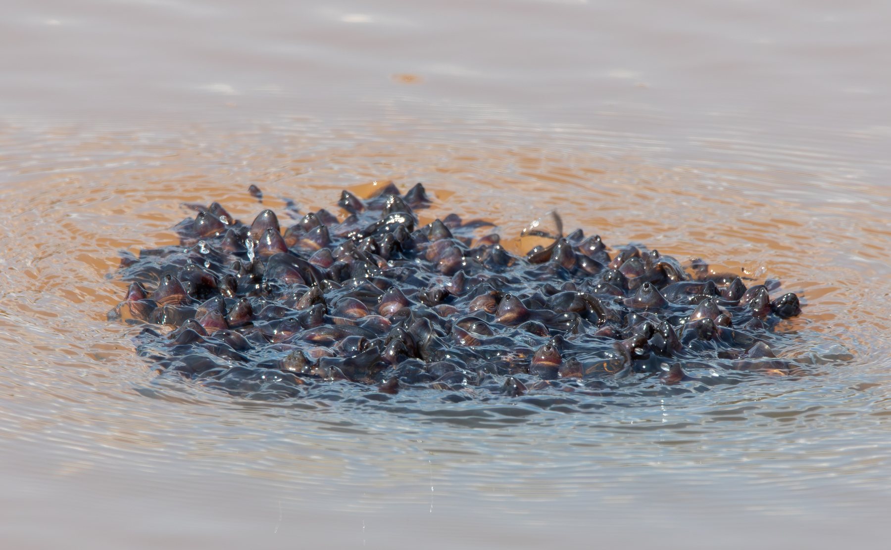 A dense school of tadpoles breaking the surface of a pond, each with its head crest visible above the water