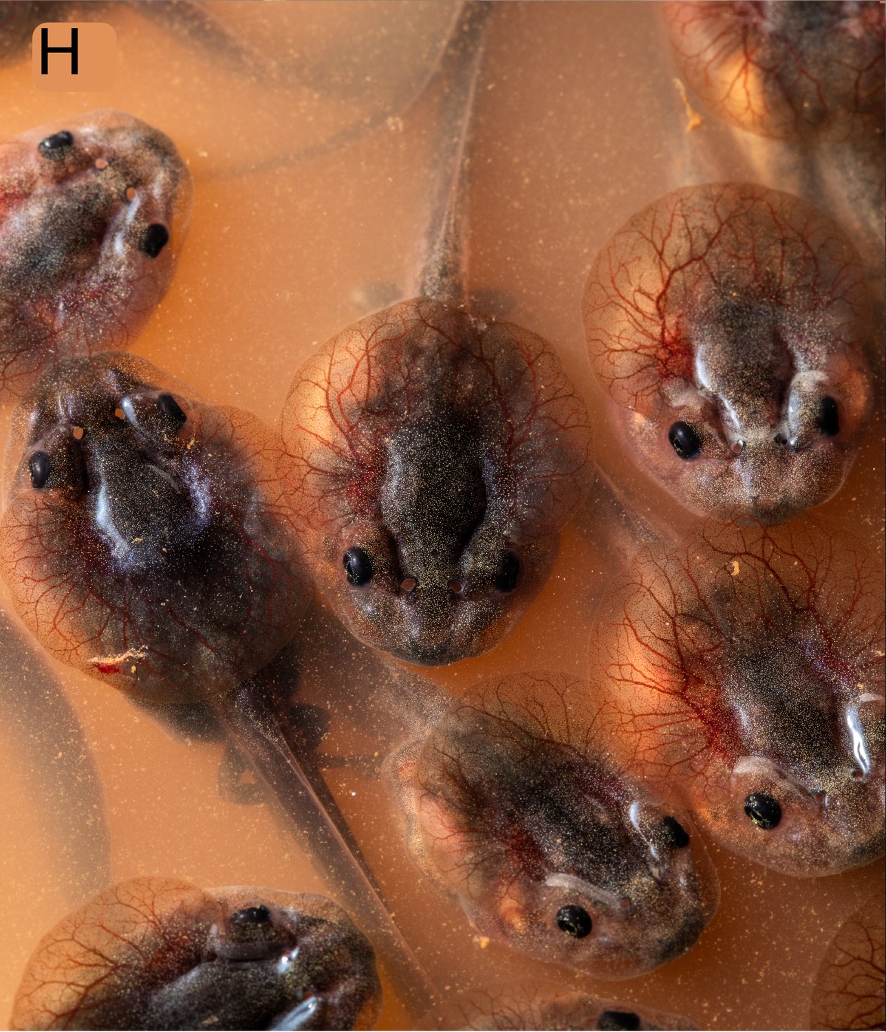 Close-up of several tadpole heads at the water's surface, each showing a dense network of red blood vessels across a fold of skin on top of the head