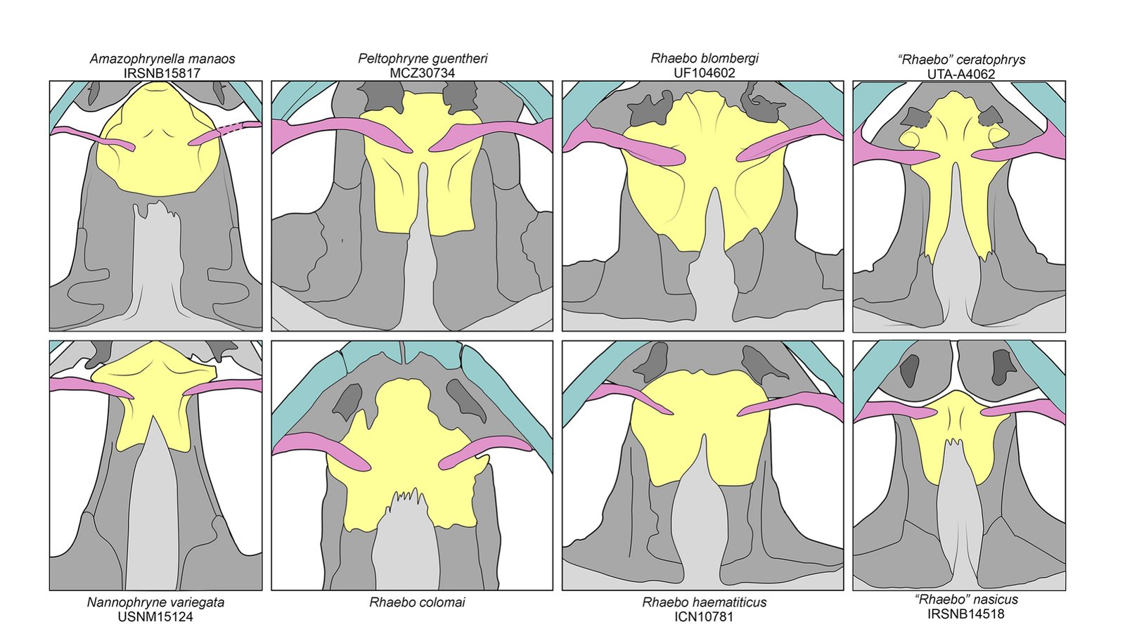 Illustrated comparison of the sphenethmoid skull bone across eight bufonid genera, showing the narrow condition in "Rhaebo" nasicus and "Rhaebo" ceratophrys compared to other Rhaebo species