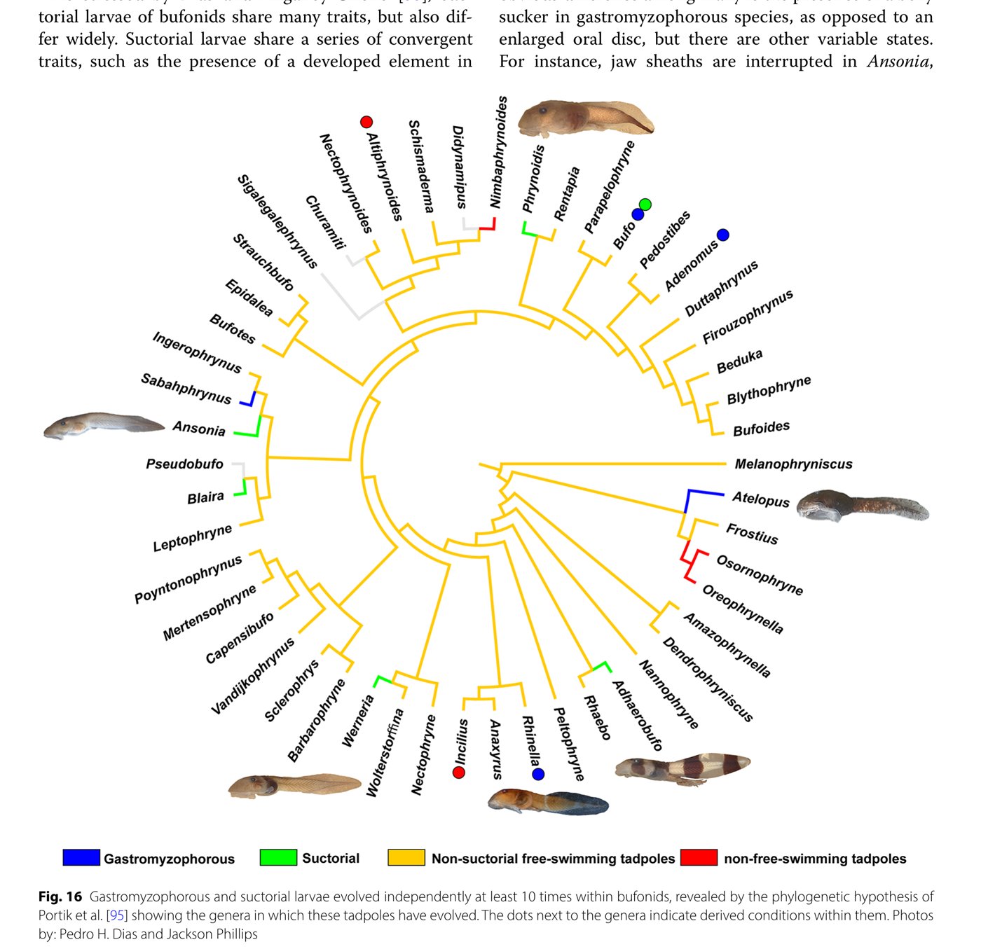 Circular phylogenetic tree of bufonid toad genera, with branches color-coded to show ten independent origins of suctorial or gastromyzophorous tadpoles, including Adhaerobufo