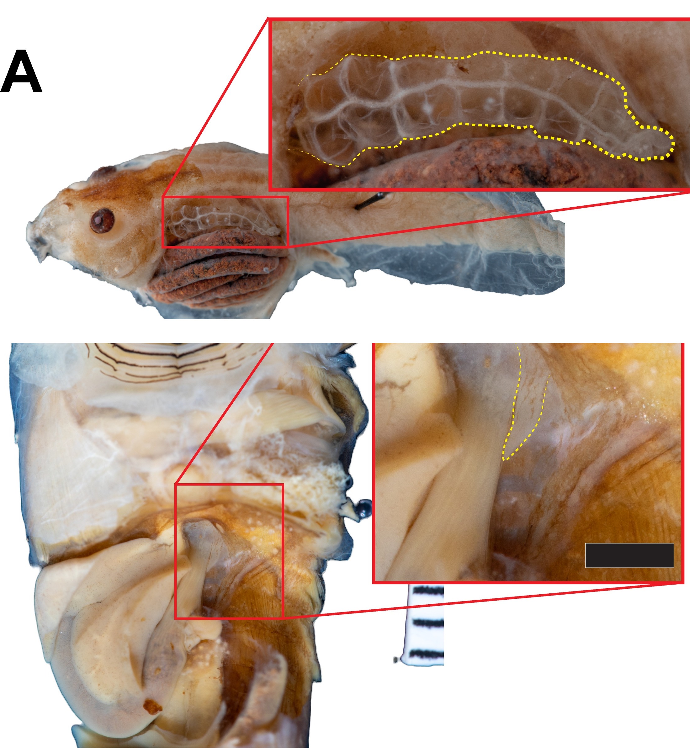 Two dissection photos with zoomed insets: a large, densely branching, vascular lung outlined in yellow in a lunged tadpole (Notaden nicholsi), and a tiny thread-like lung bud outlined in yellow in a lungless tadpole (Odontobatrachus natator)
