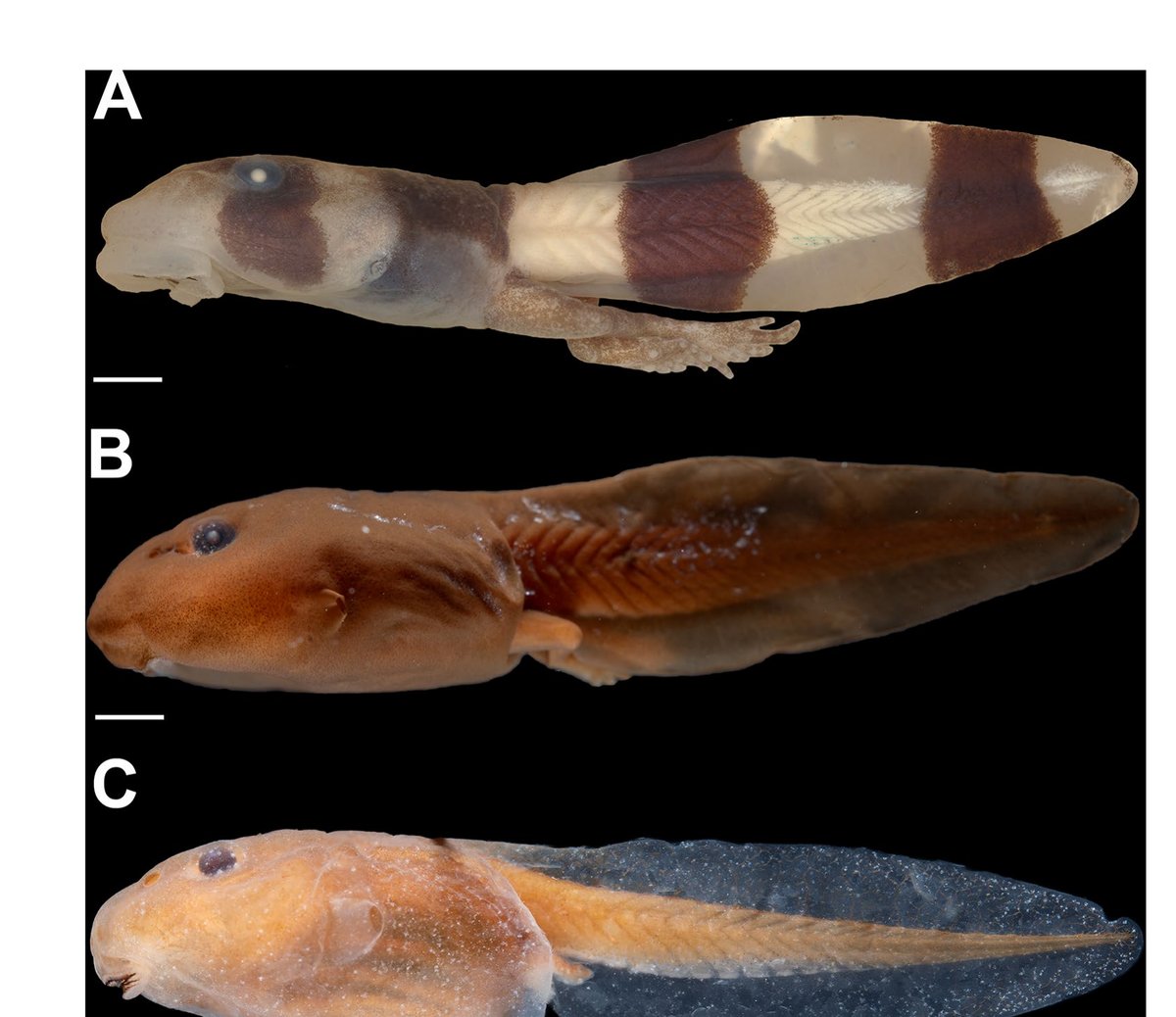 Three preserved tadpoles compared side by side: Adhaerobufo nasicus with bold dark bands, and two plain brown Rhaebo tadpoles for comparison