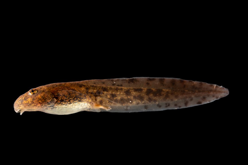 Amietia fuscigula, Eastern Cape South Africa 2023