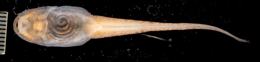 Amietia fuscigula