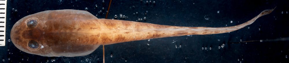 Amietia fuscigula