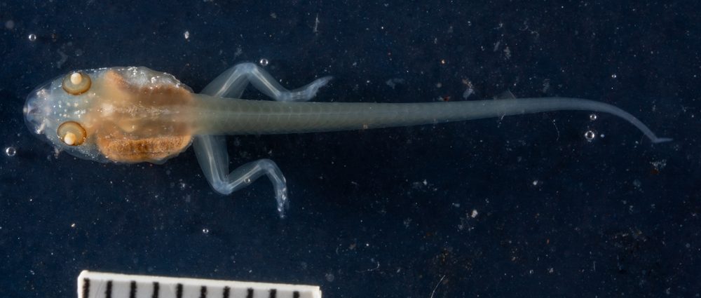 Arthroleptides martiensseni