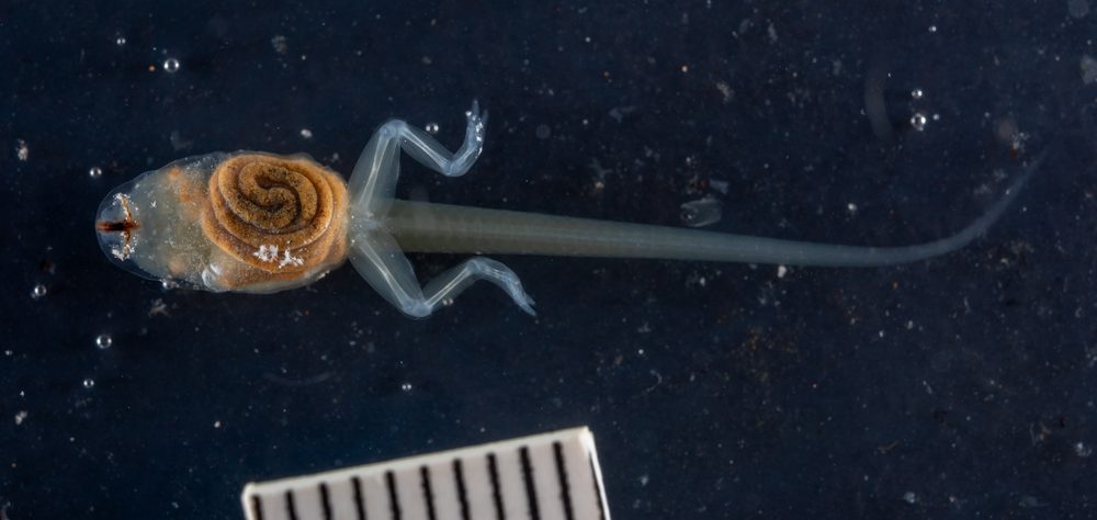 Arthroleptides martiensseni