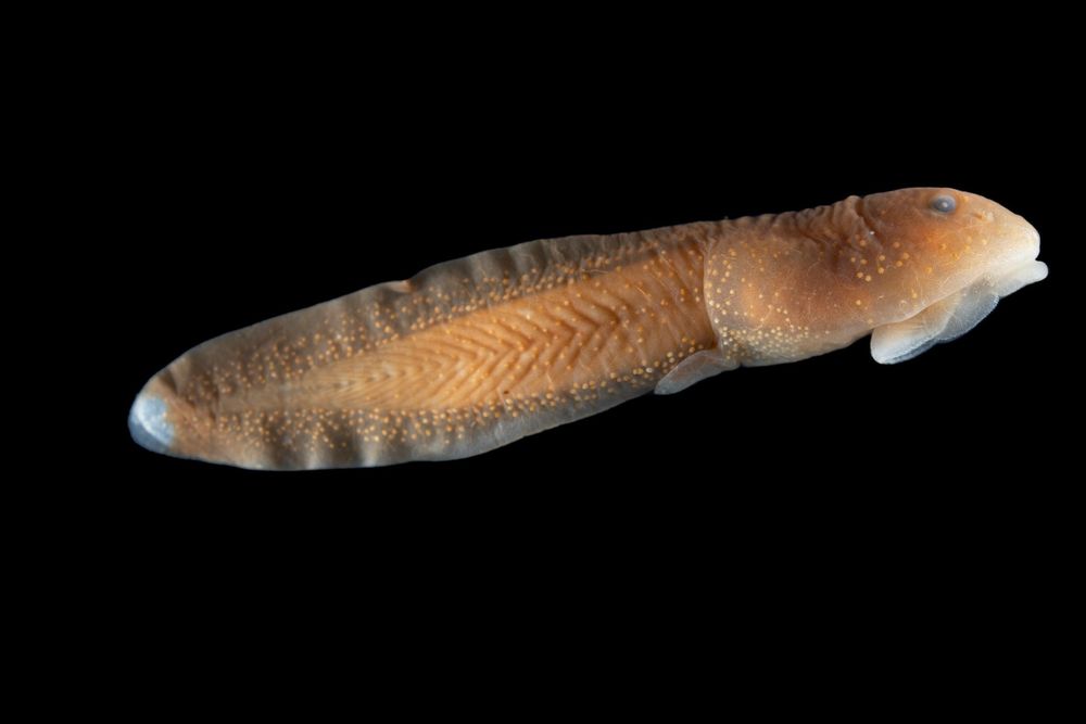 Ascaphus truei
